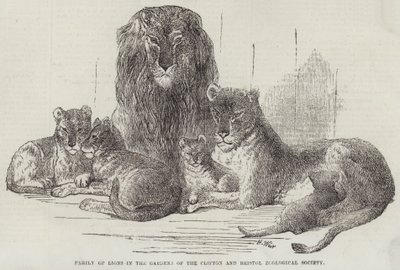 Oroszláncsalád a Cliftoni és Bristoli Állattani Társaság kertjében alkotó: Harrison William Weir